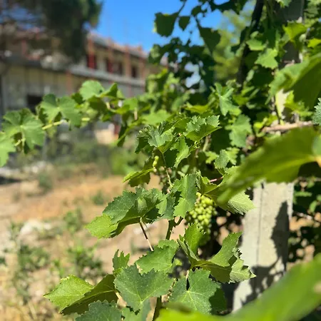 La Vigna Dei Fratelli 3* Lido degli Scacchi