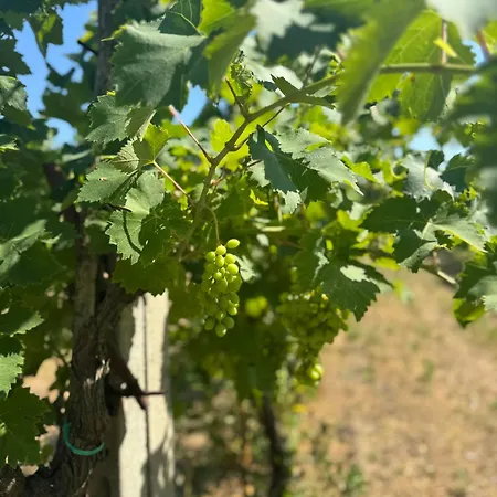 La Vigna Dei Fratelli 3* Lido degli Scacchi
