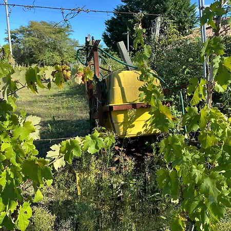 Frühstückspension La Vigna Dei Fratelli Lido degli Scacchi