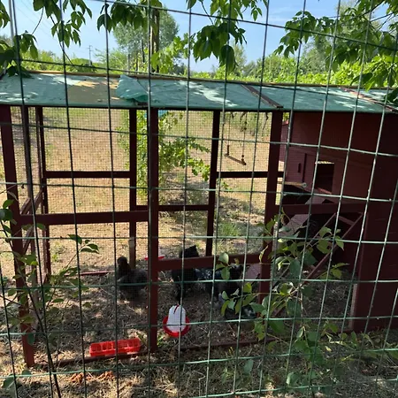 La Vigna Dei Fratelli Lido degli Scacchi